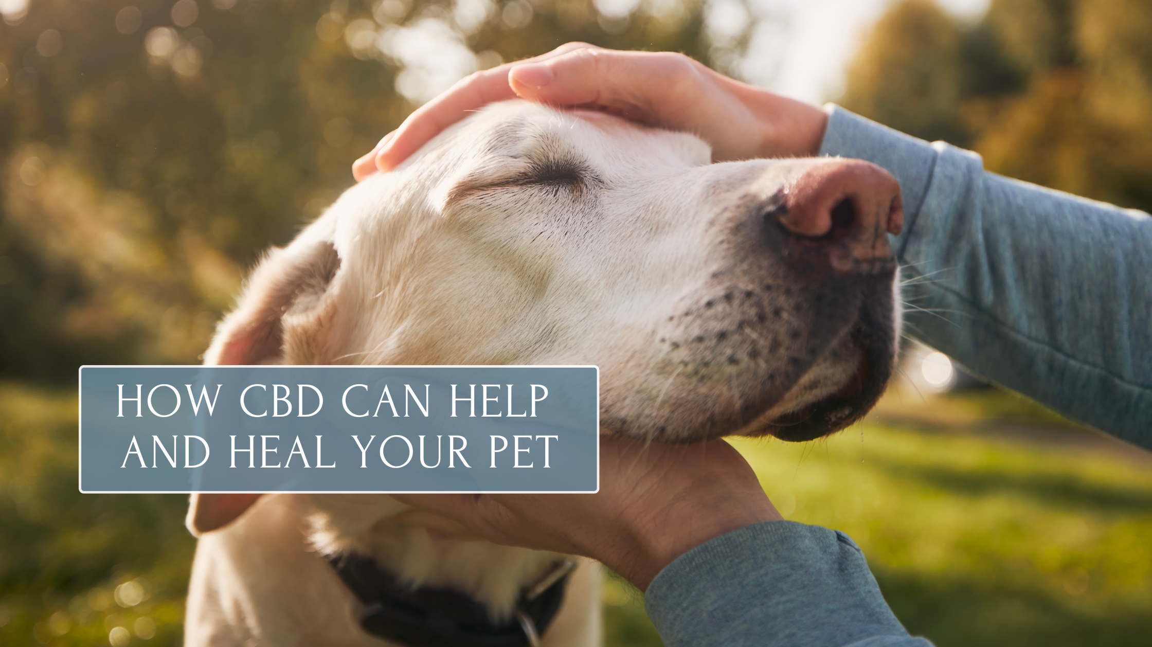Top 3 Benefits of CBD for Aging Pets