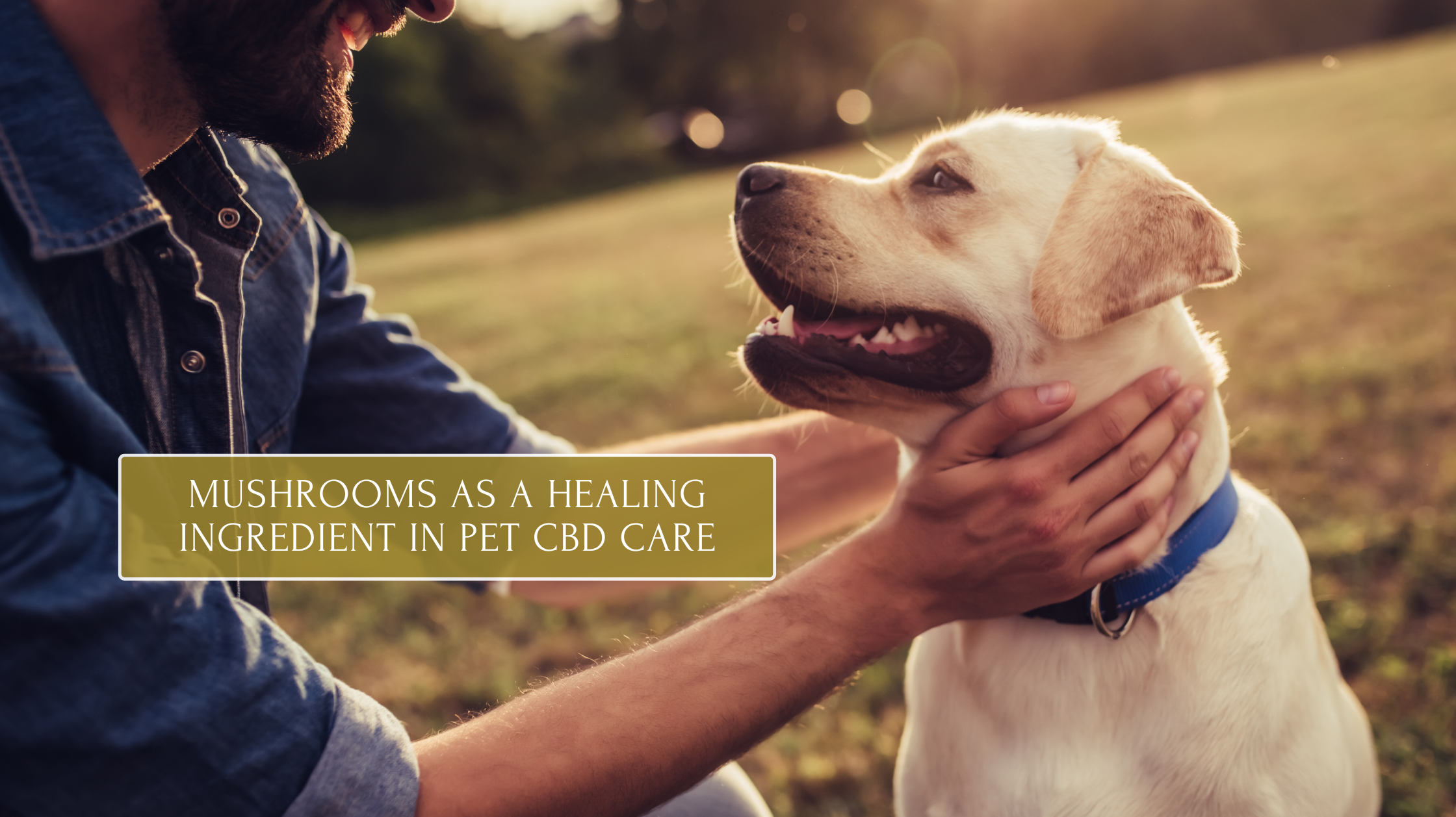 Functional Mushrooms as a Healing Ingredient in Pet Care
