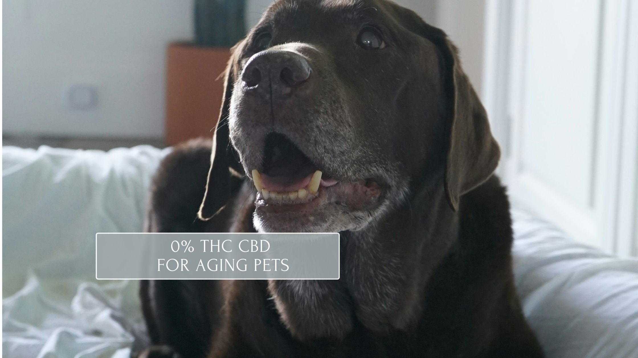 CBD and Your Aging Pet